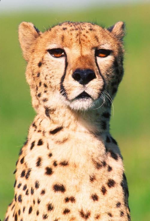 Cheetah Portrait